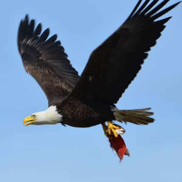 Bald Eagle flying
