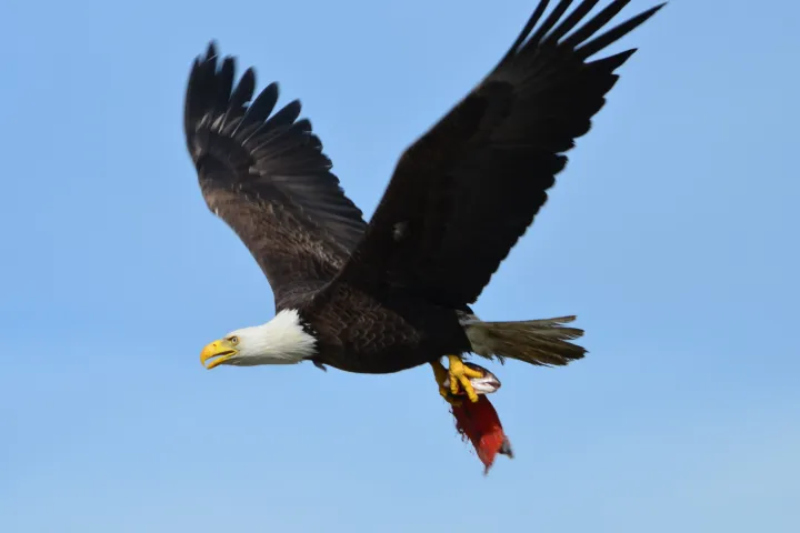 Bald Eagle flying