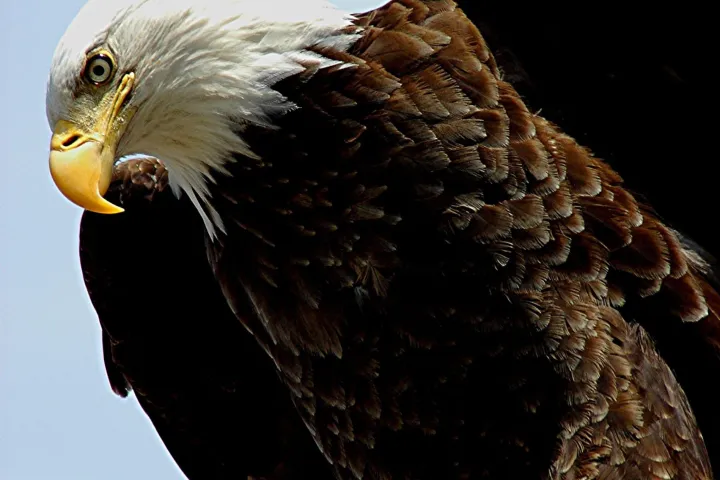 a bird sitting on top of each other