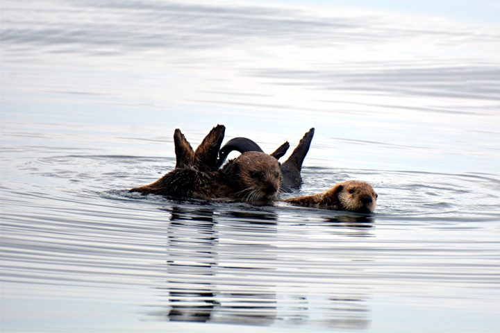 a dog swimming in a body of water
