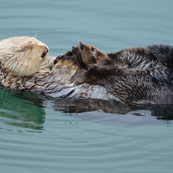Otter floating on its back on top of the water