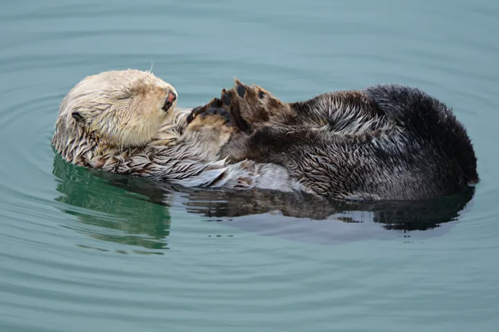 Otter floating on its back on top of the water