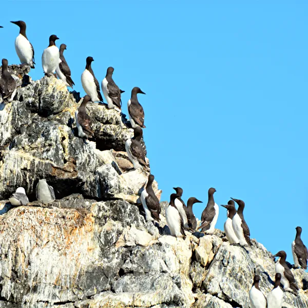 Birds nesting on rocks above the water