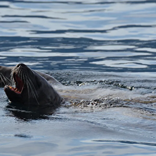 Seal emerging from water's surface