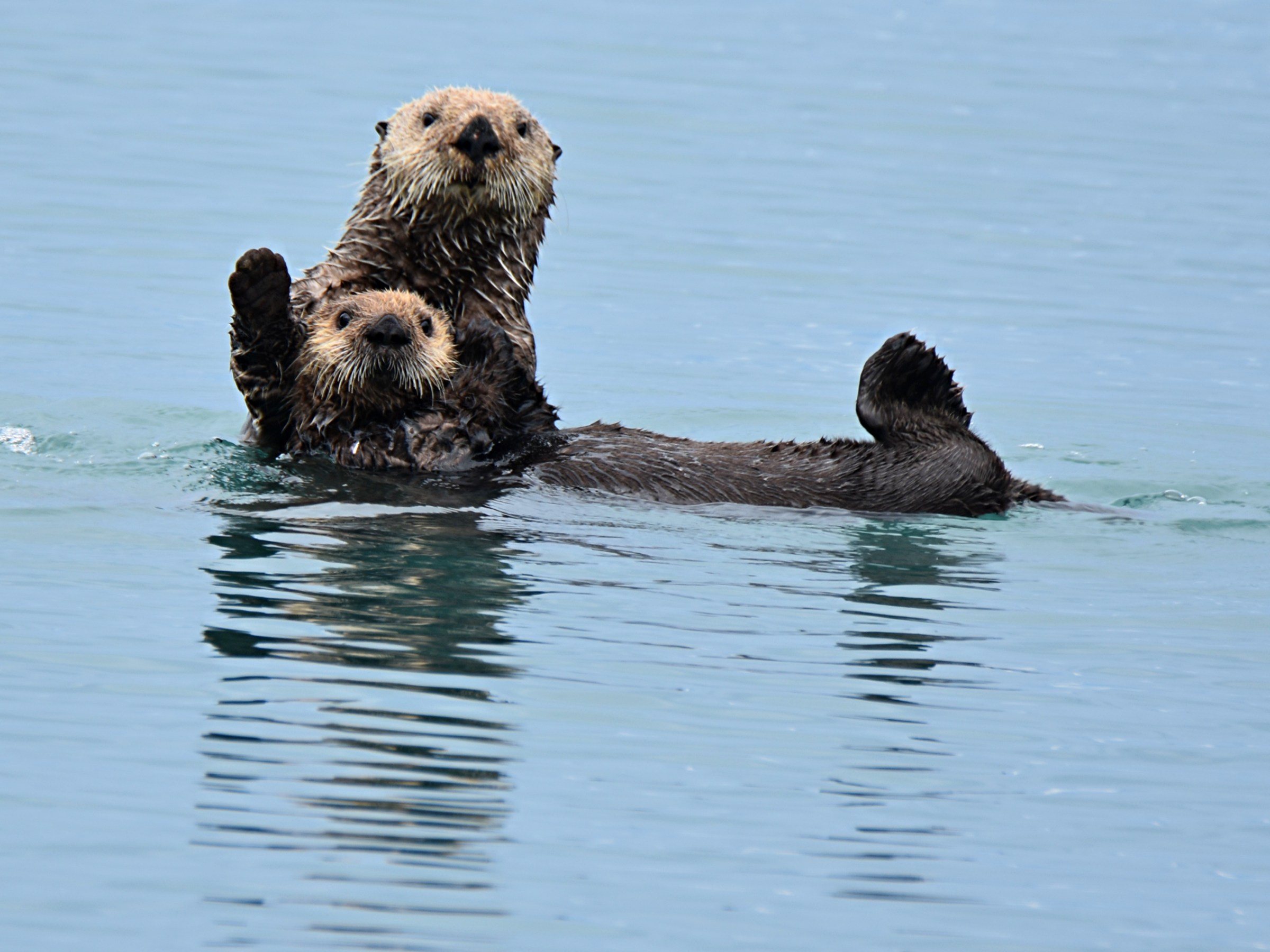 Two sea otters playing in the water