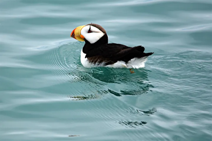 Sea bird swimming on top of the water