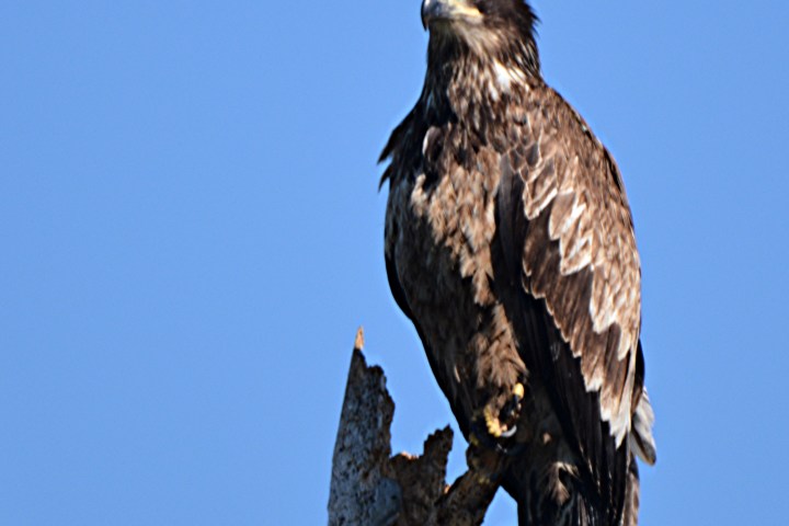 Eagle perched on tree branch
