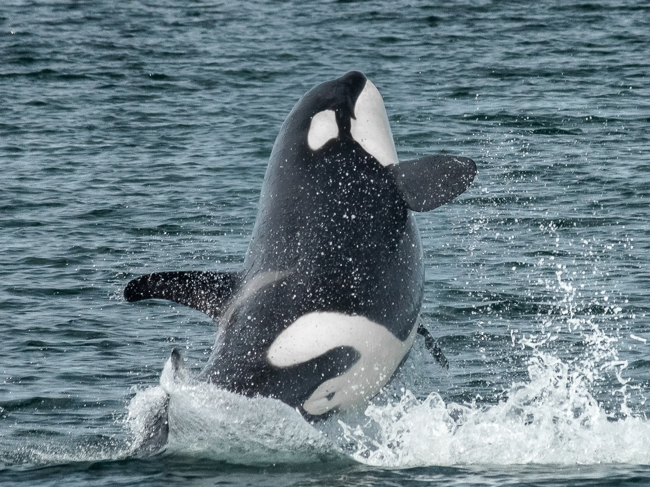 Orca whale breaching the water