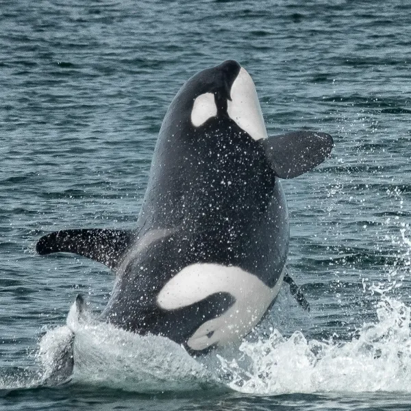 Orca whale breaching the water
