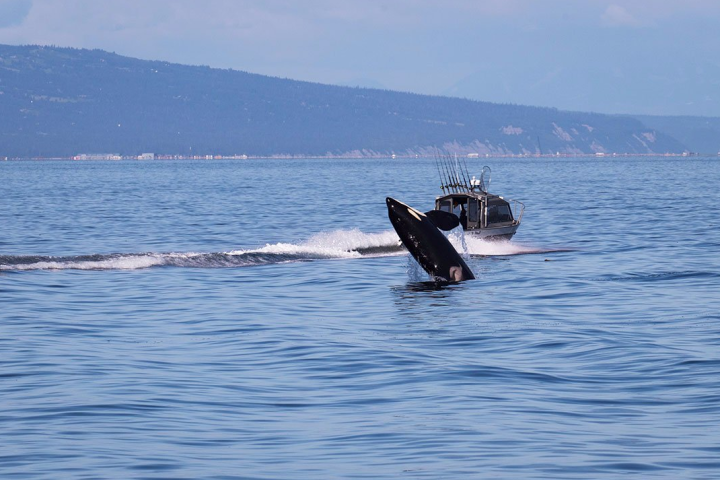 Fin of a whale outside of the water