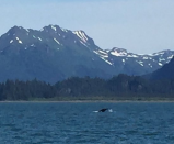 Whale fine rising about the water