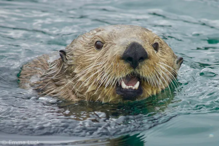 Sea otter up close of face swimming in the water
