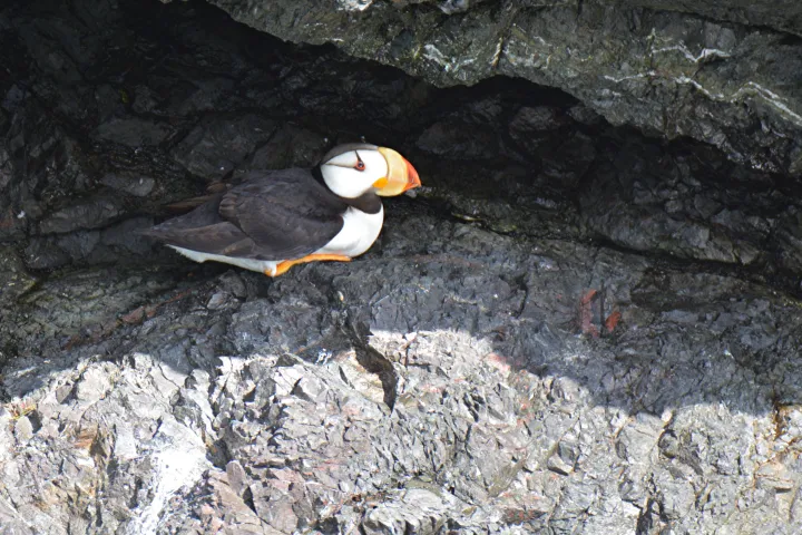 puffin sitting on a cliff