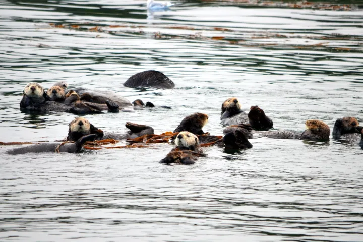 a flock of seagulls are swimming in a body of water