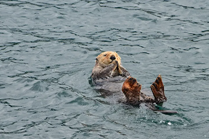 a dog swimming in a body of water