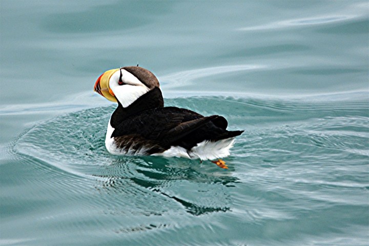 a bird swimming in water next to a body of water